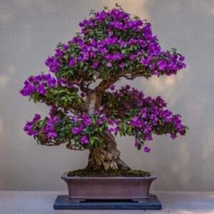 Bonsai Collection