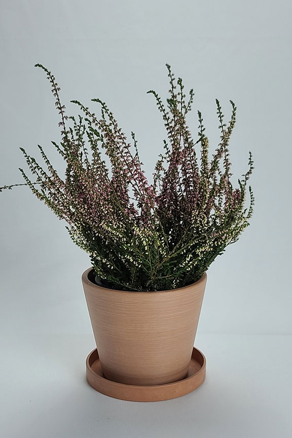 Classic Ceramic Contour Pot - 7 – The Plant Sourcery