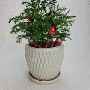 Diamond Back Planter w/ Attached Saucer - 6"