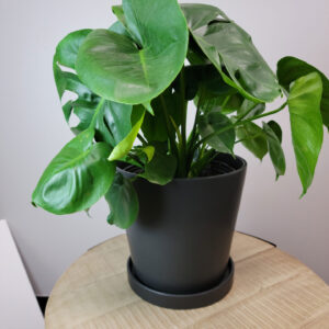 Larger Indoor Pots