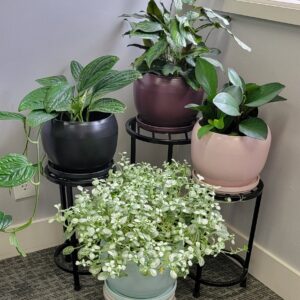 9" Riley Round w/ Saucer