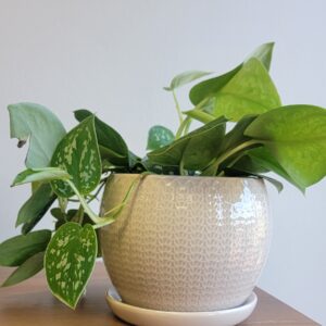 Ricky Round w/ Attached Saucer - 8 Pack