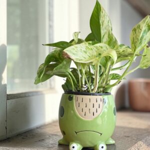 Froggy - 5" -  8 Pack